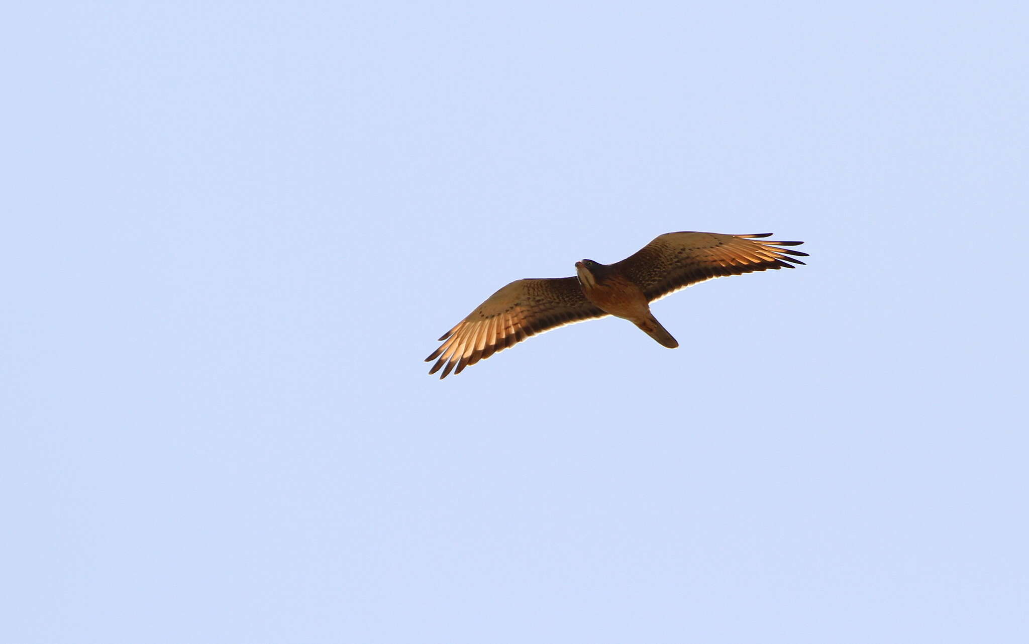 Image of Grasshopper Buzzard