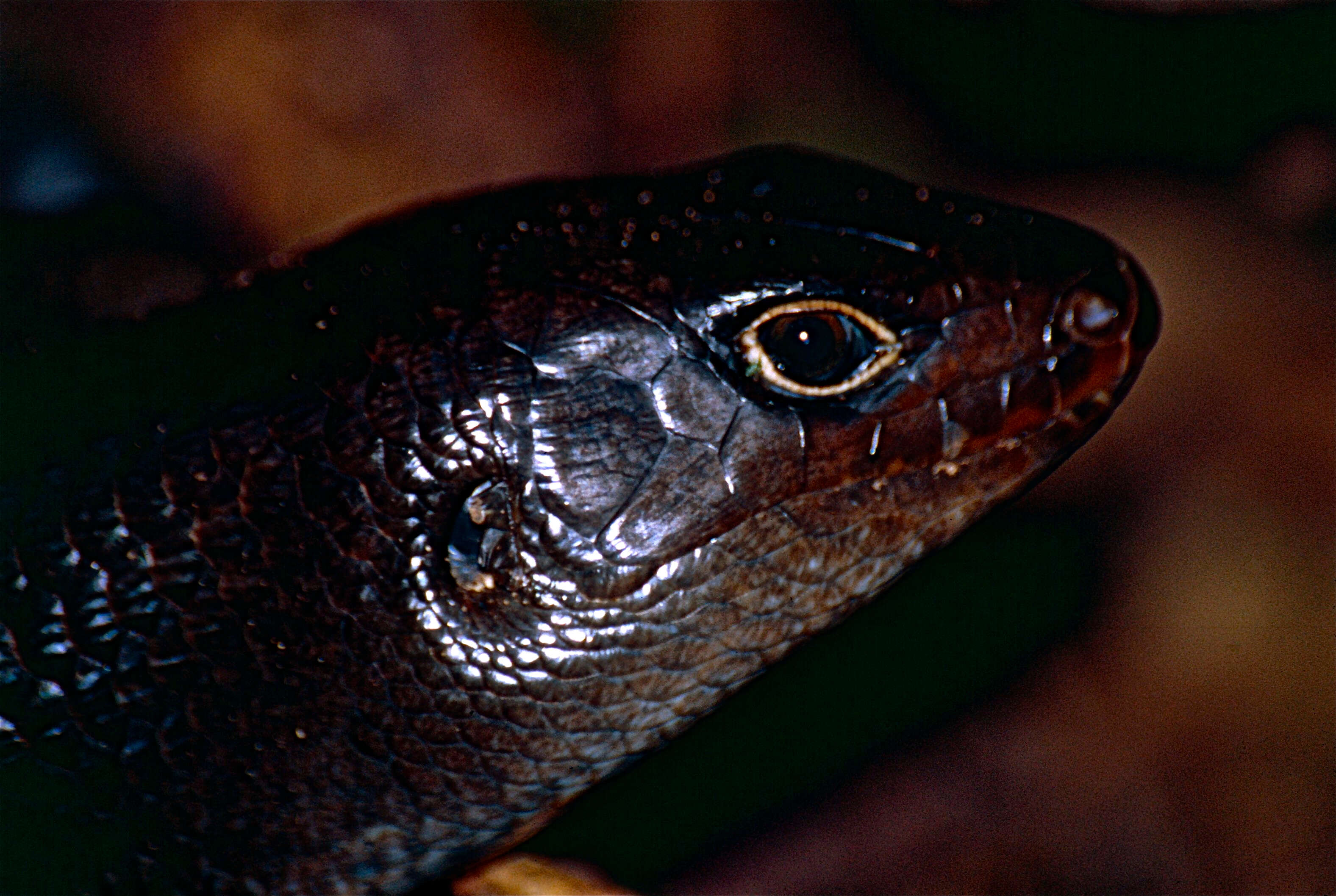 Image of Land Mullet