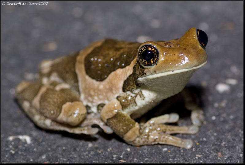 Image of Vermiculated Tree Frog