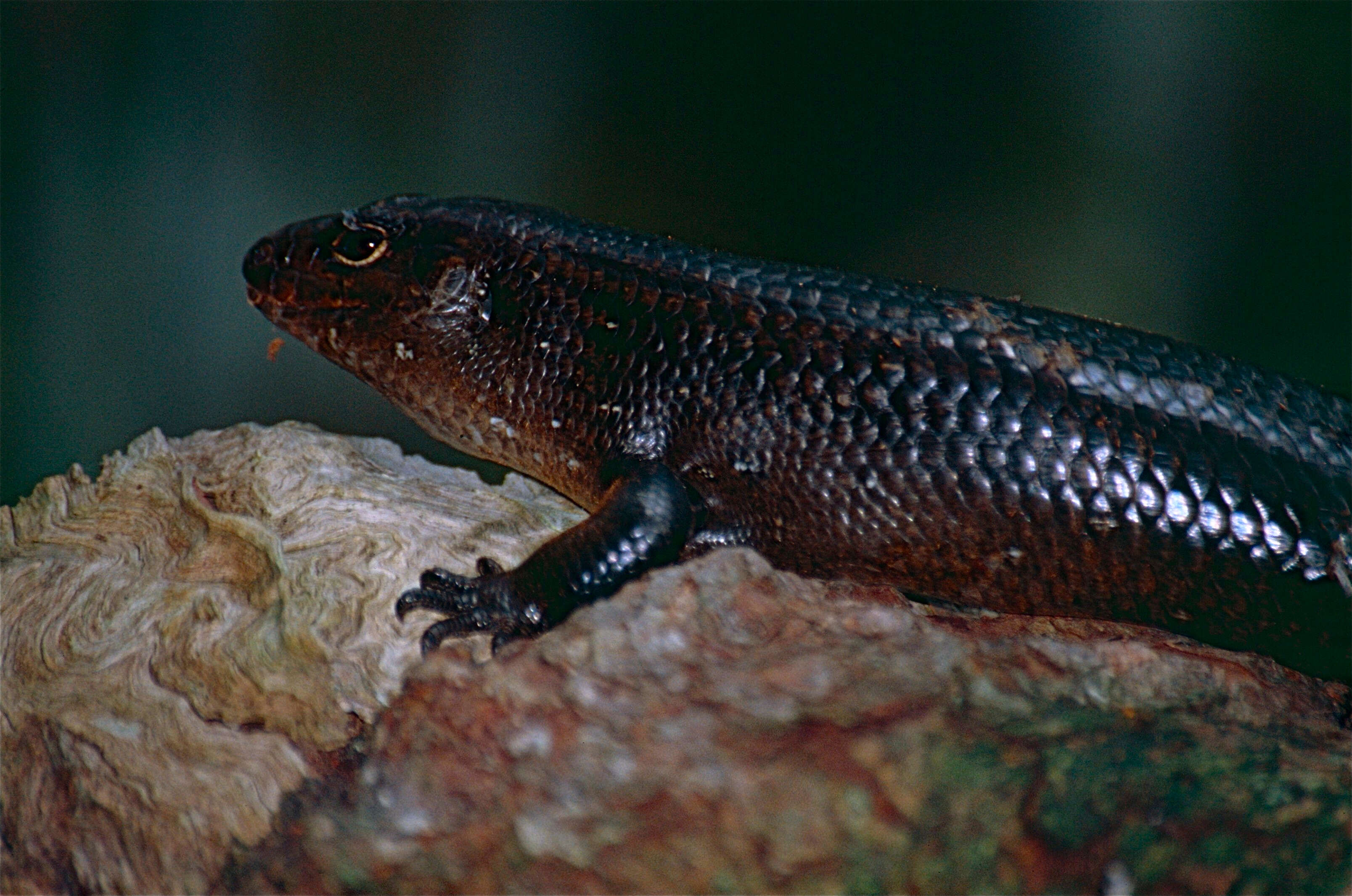 Image of Land Mullet