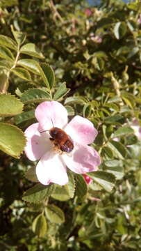 Image of Megachile semirufa Sichel 1867