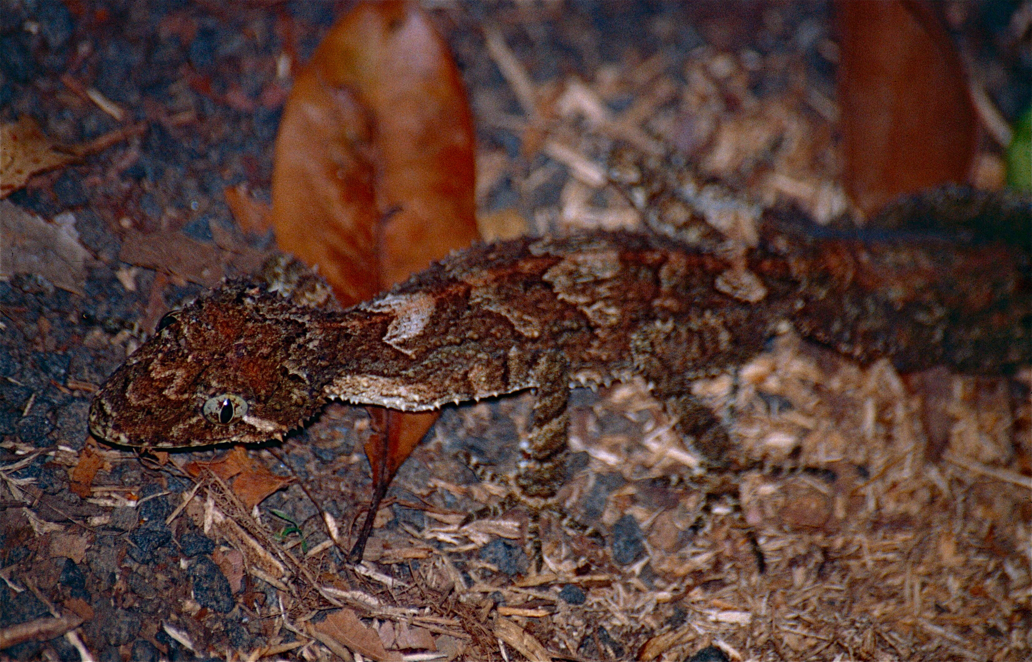 Image of Southern Leaf-tailed Gecko