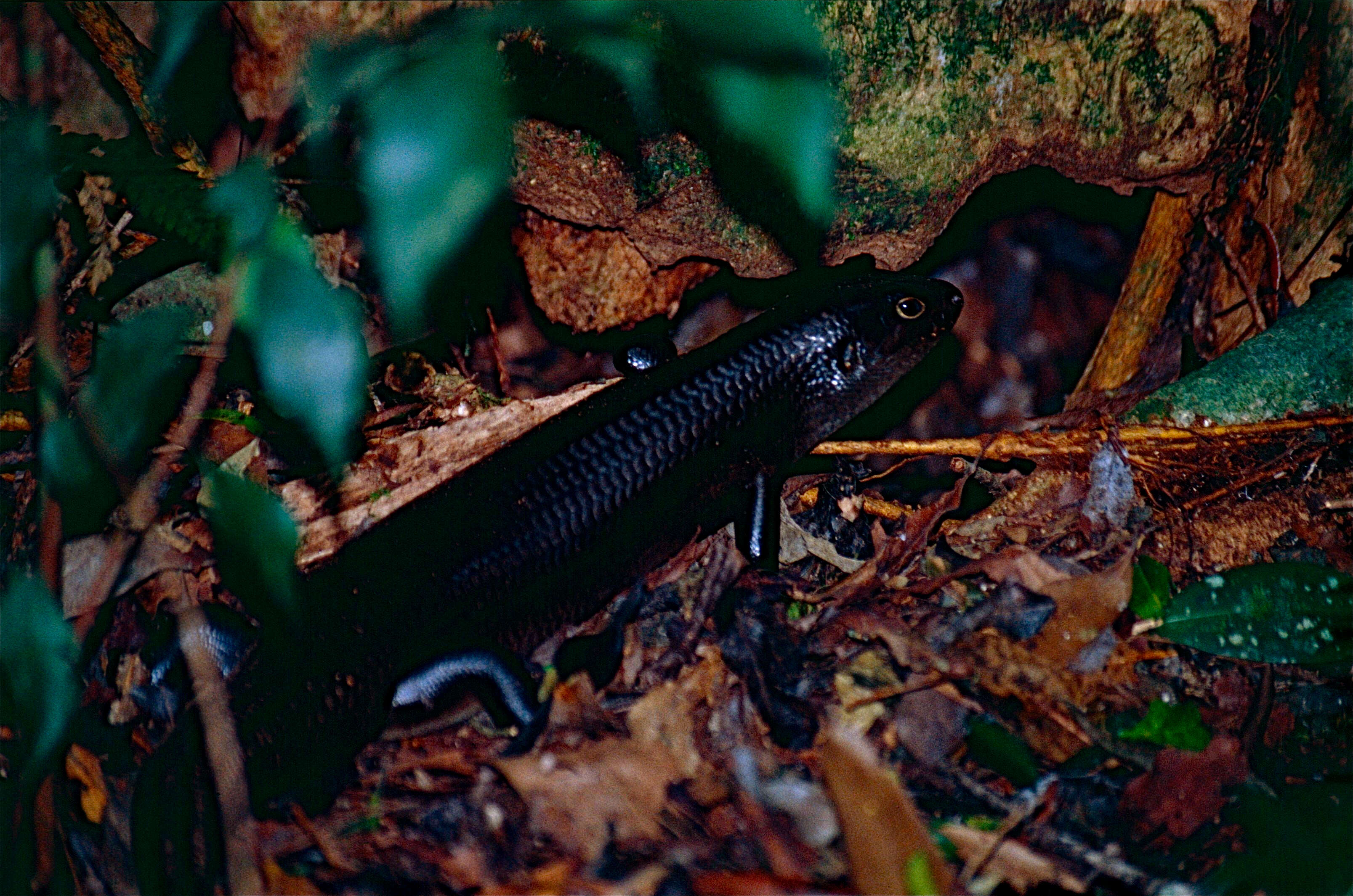 Image of Land Mullet