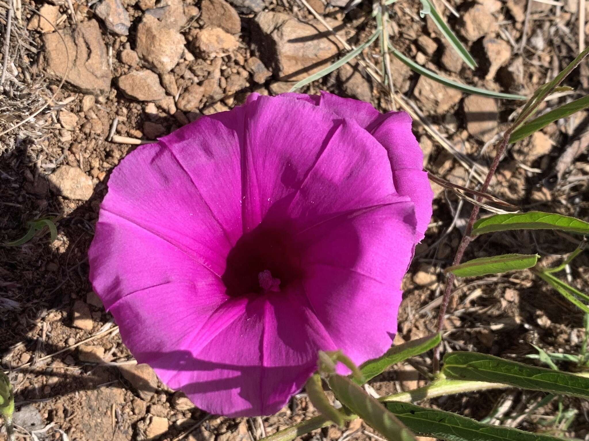 Image of Ipomoea robertsiana Rendle