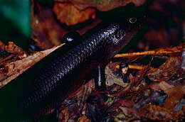 Image of Land Mullet