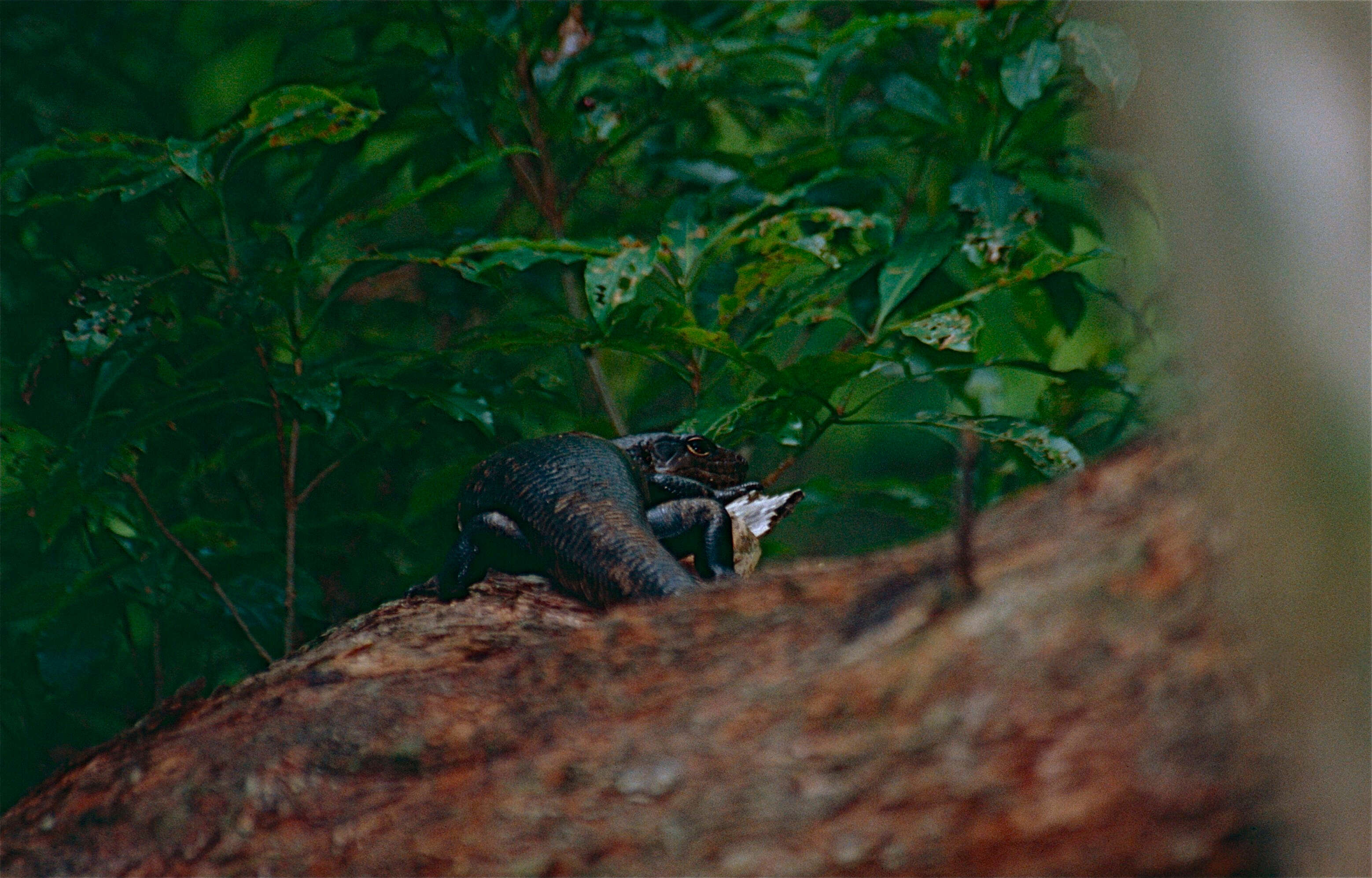 Image of Land Mullet