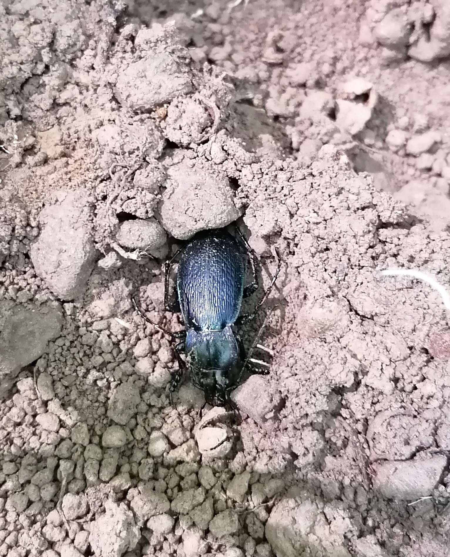 Carabus (Morphocarabus) praecellens Palliardi 1825 resmi