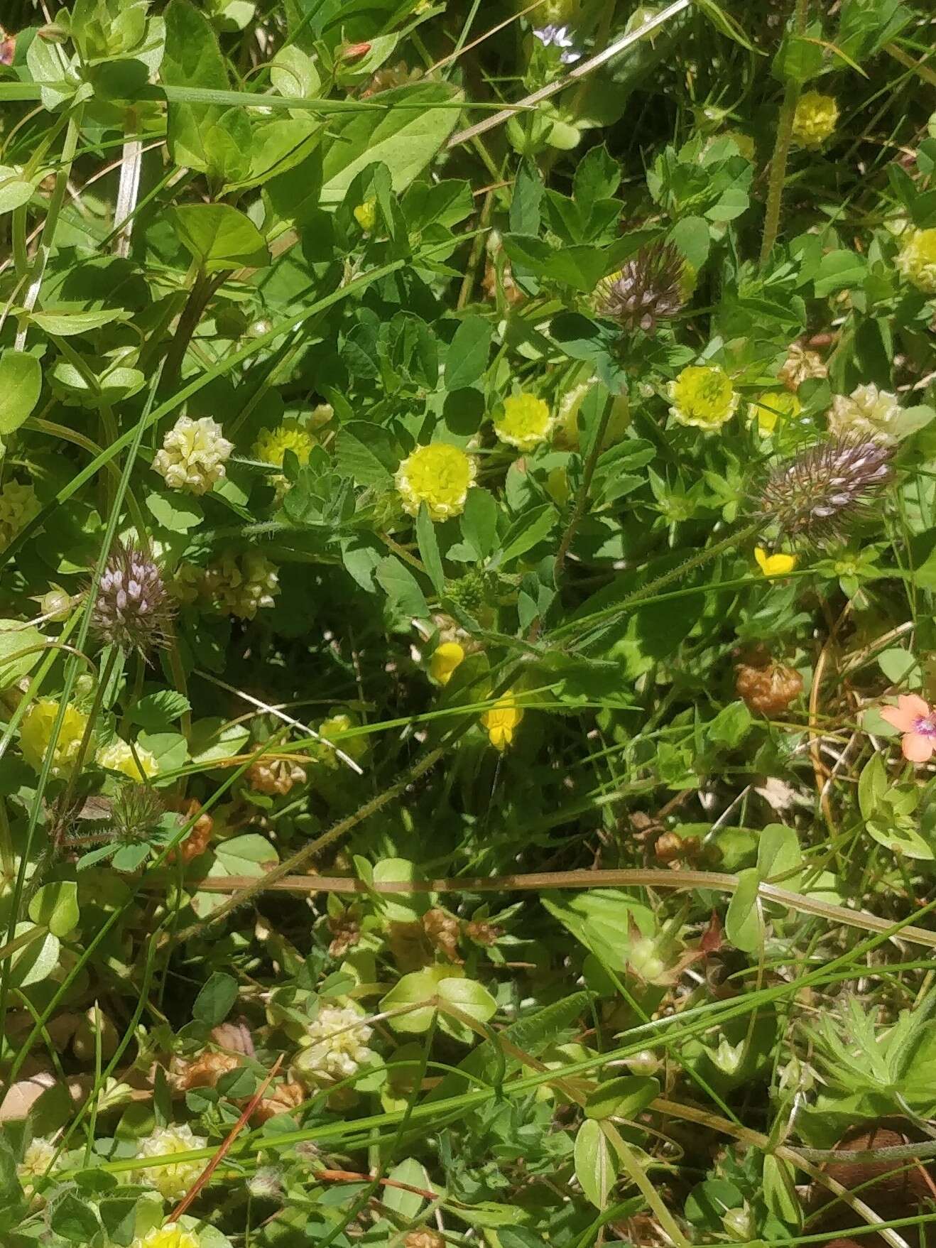 Imagem de Trifolium ligusticum Loisel.