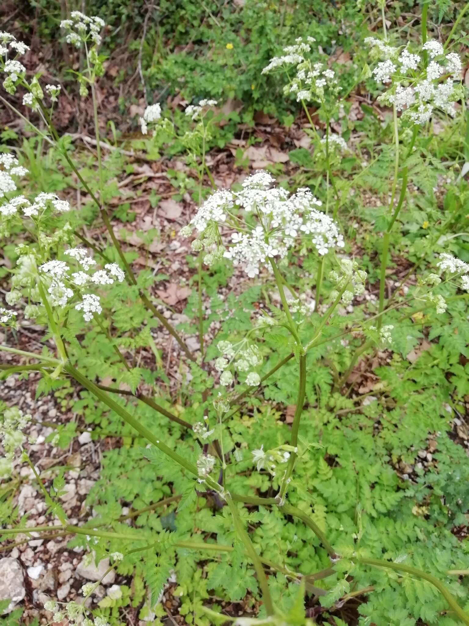 Imagem de Anthriscus sylvestris subsp. sylvestris