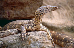 Image of Perentie