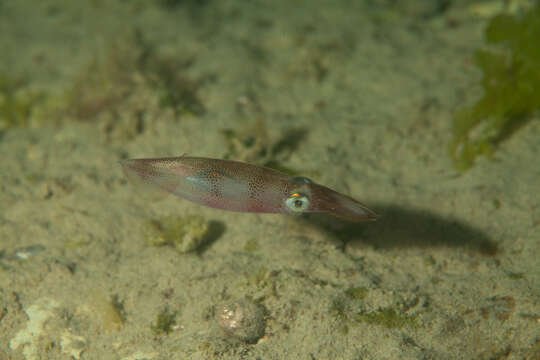 Image of Doryteuthis sanpaulensis (Brakoniecki 1984)