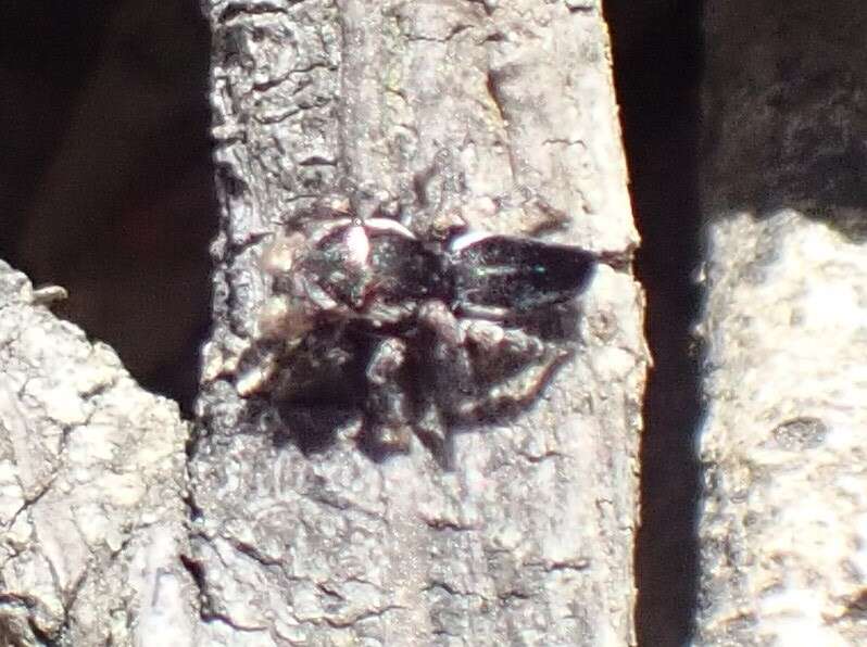 Image of Maratus proszynskii Waldock 2015