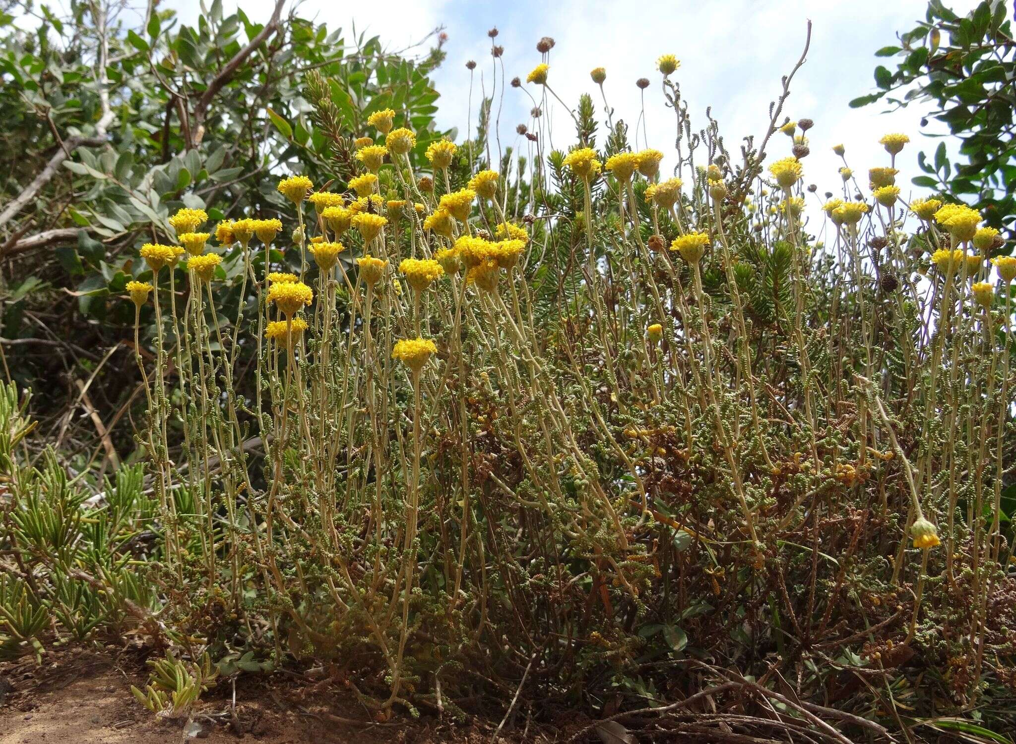 صورة Santolina magonica (O. Bolòs, Molin. & P. Monts.) A. M. Romo