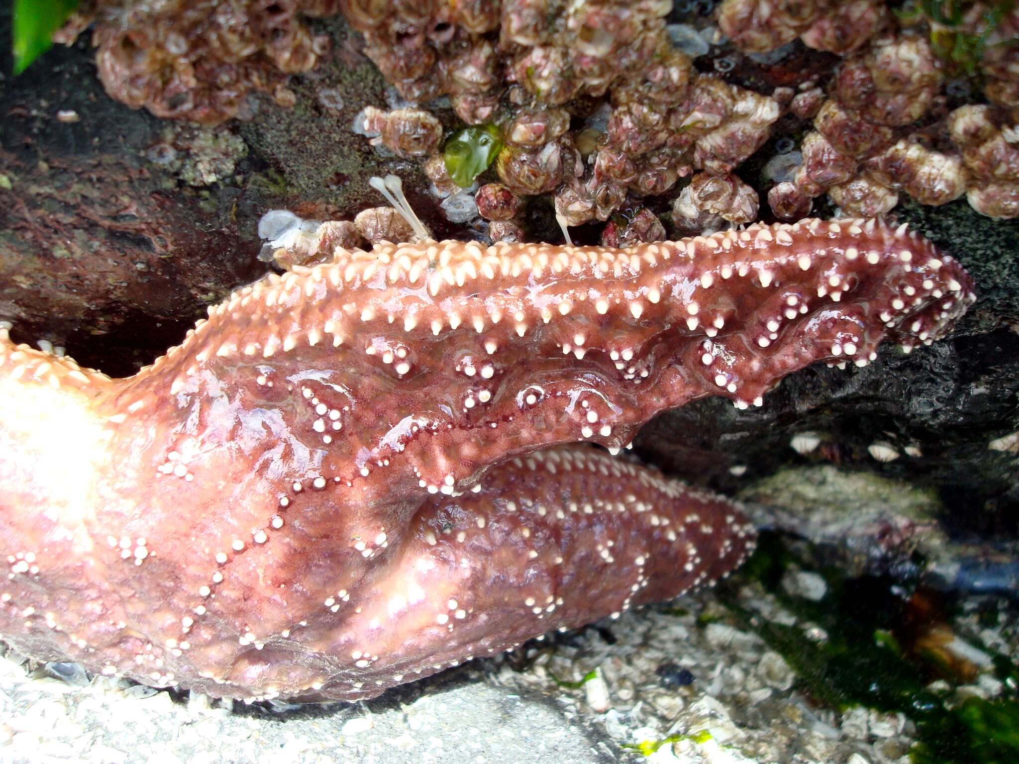 Image of ochre sea star