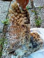 Image of Tawny Owl
