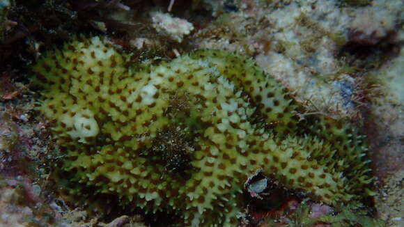 Image of thorn coral