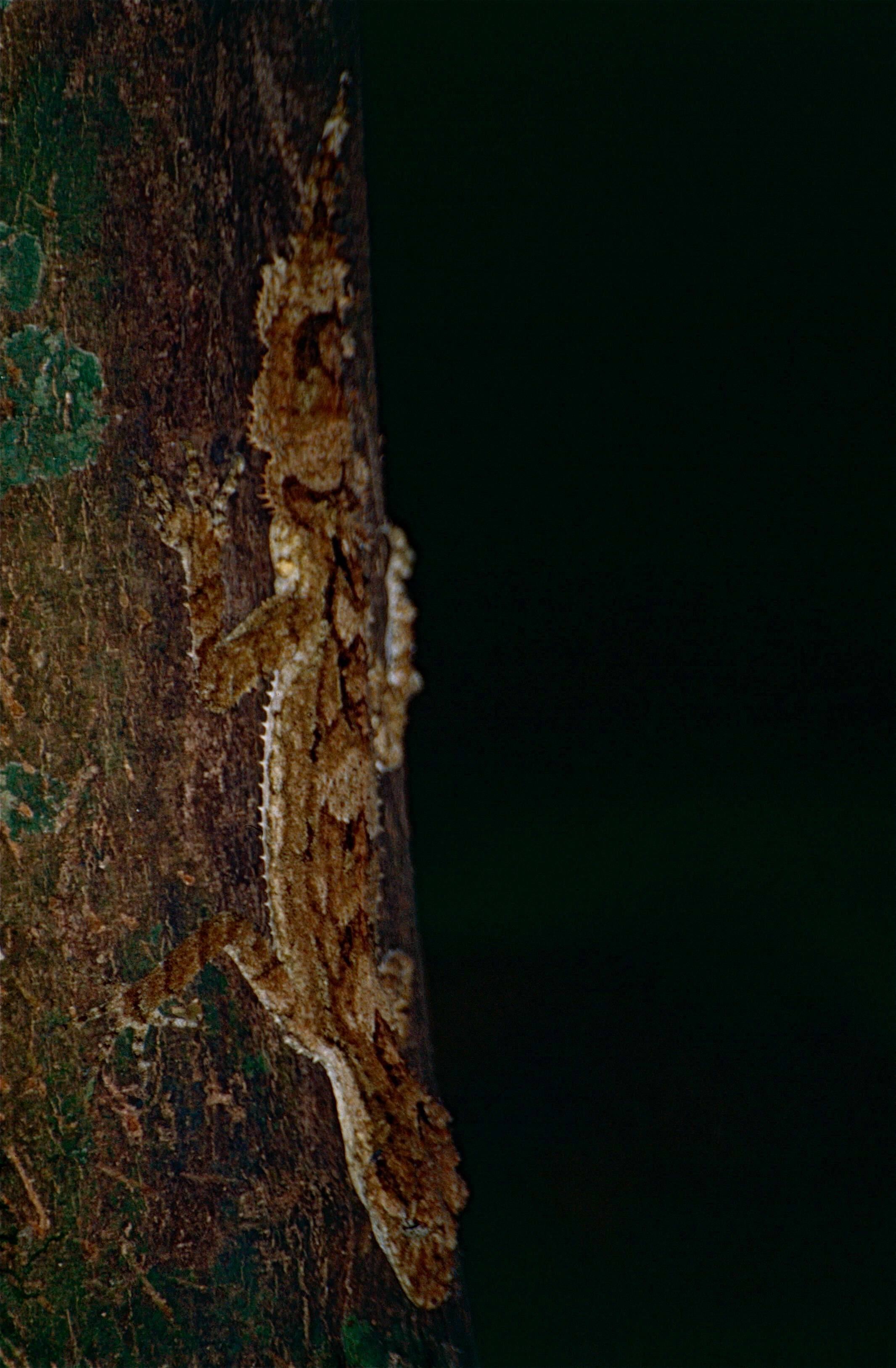 Image of Southern Leaf-tailed Gecko