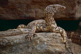 Image of Perentie