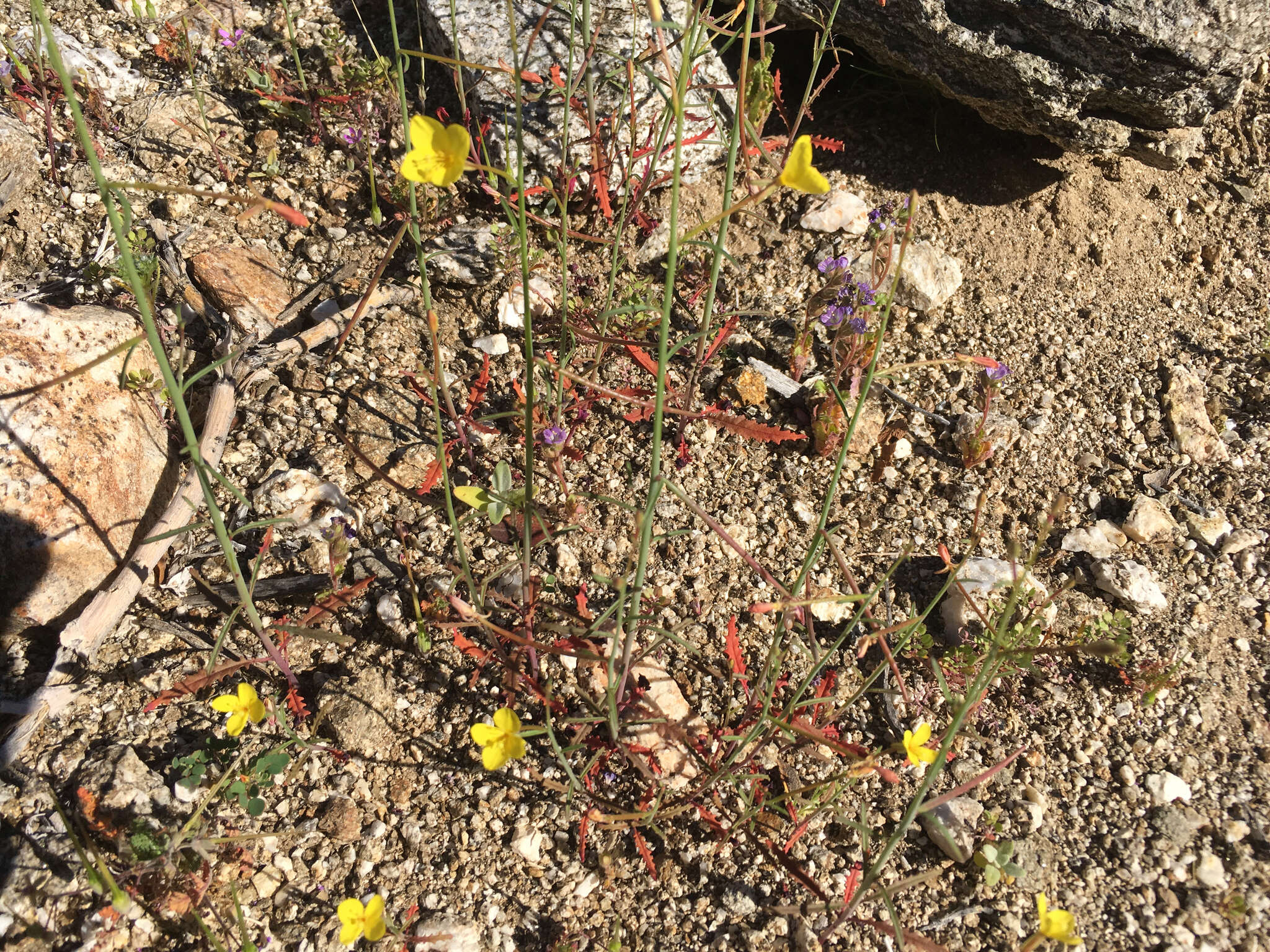 Image of California suncup