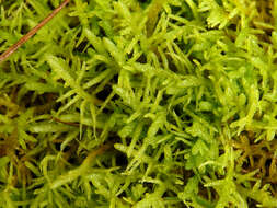 Image of pseudoscleropodium moss