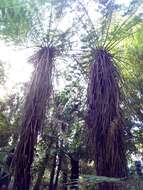 Image of Tree Fern Soft