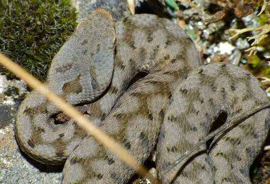 صورة Vipera aspis zinnikeri Kramer 1958