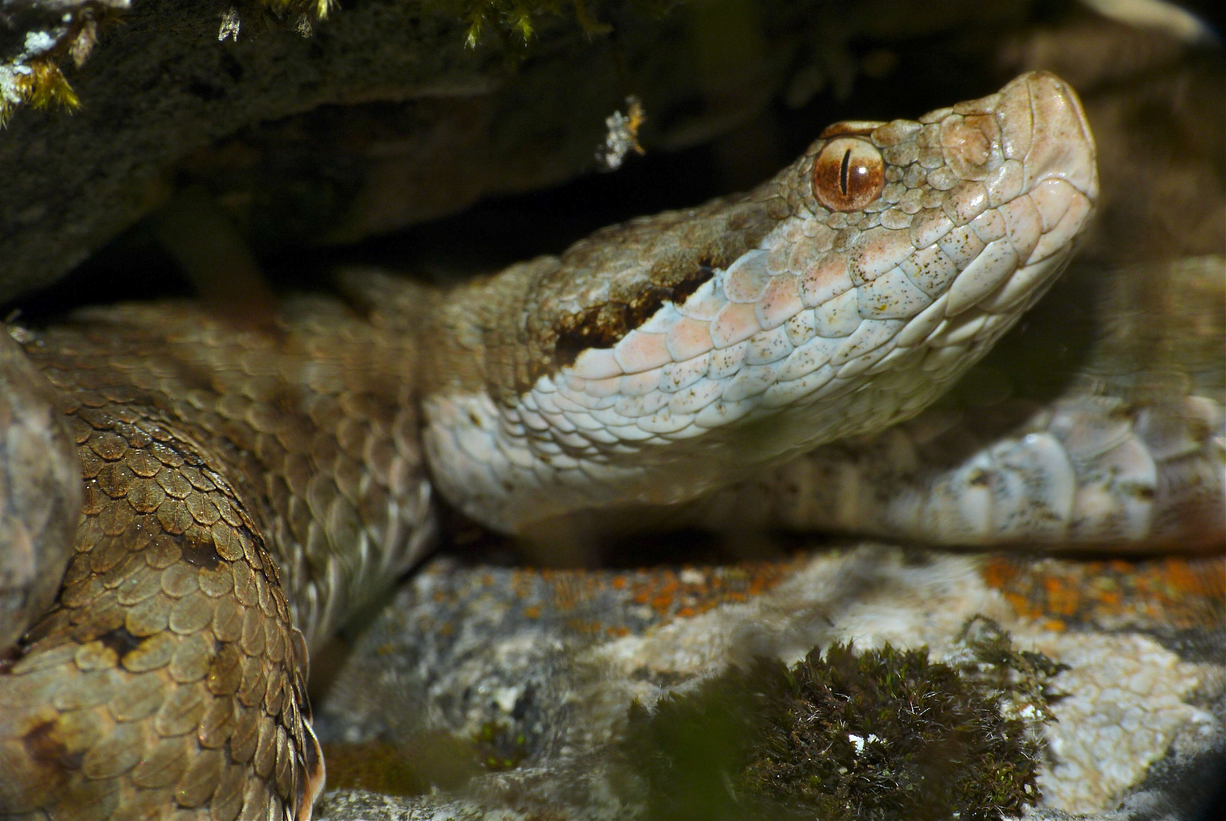 صورة Vipera aspis zinnikeri Kramer 1958