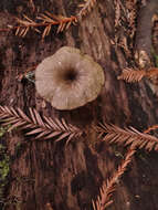 Image of Arrhenia epichysium (Pers.) Redhead, Lutzoni, Moncalvo & Vilgalys 2002