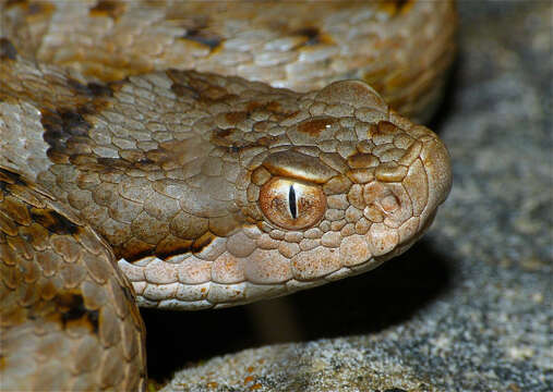 Imagem de Vipera aspis zinnikeri Kramer 1958