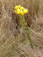 Image de Senecio chionogeton Wedd.