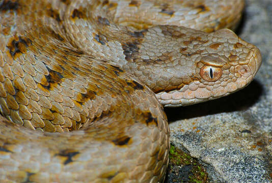 Image of Vipera aspis zinnikeri Kramer 1958