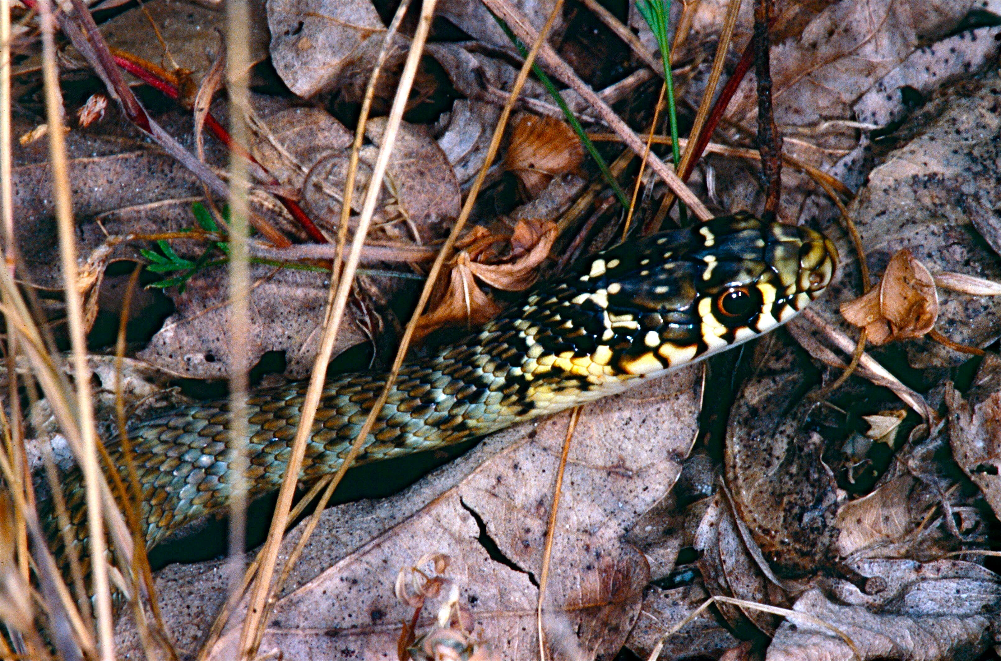 Image of Whip Snakes