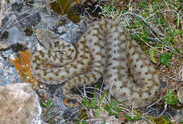 صورة Vipera aspis zinnikeri Kramer 1958