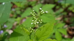 Image of honewort