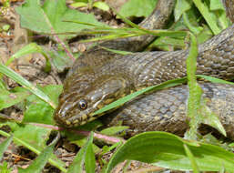 Image of Viperine Snake