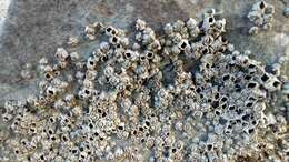 Image of New Zealand barnacle