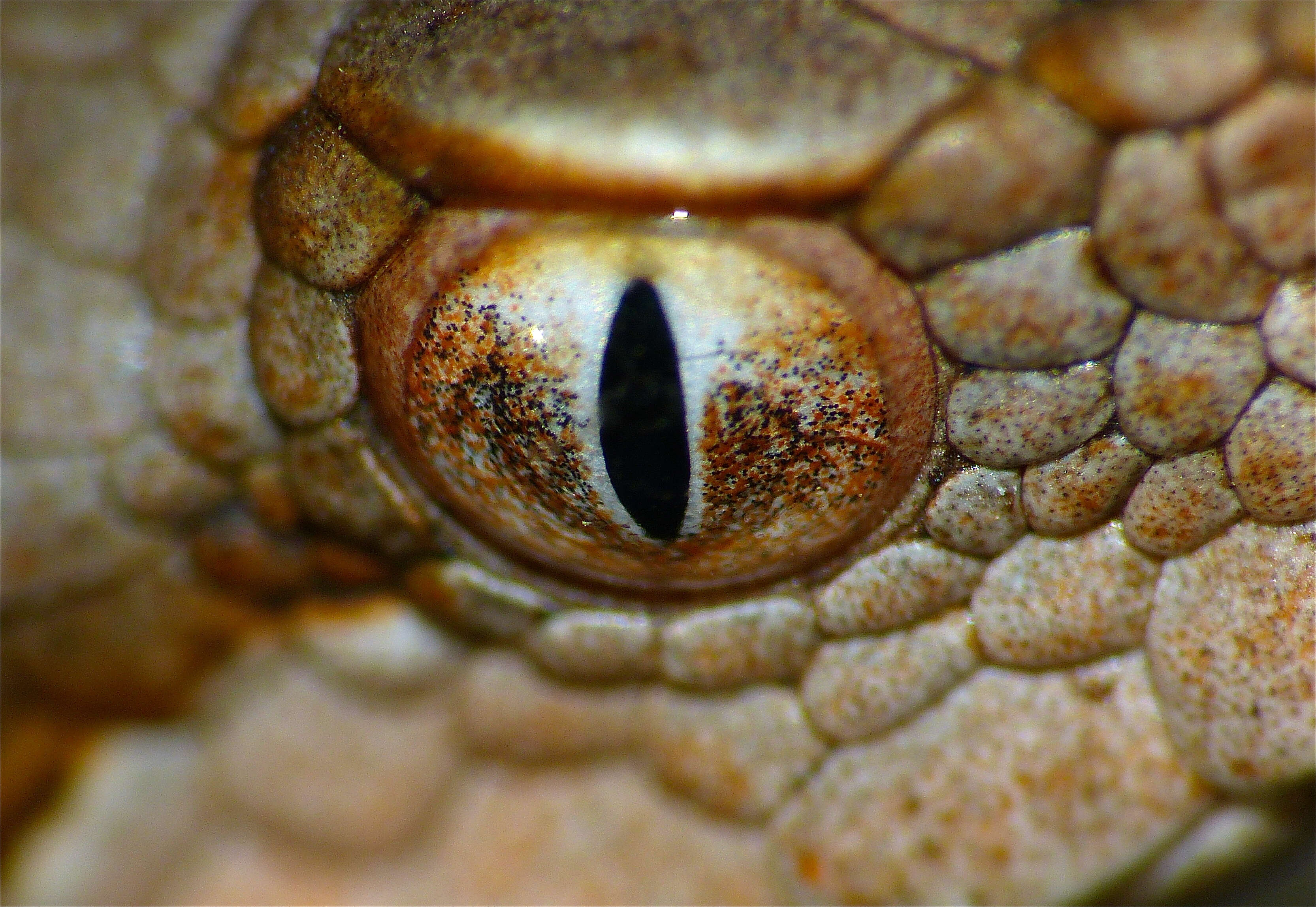 Image of Vipera aspis zinnikeri Kramer 1958