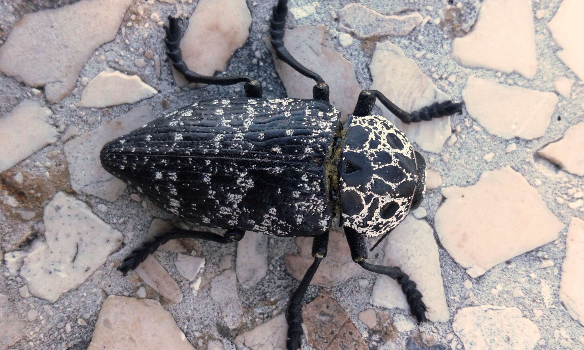 Image of Capnodis cariosa (Pallas 1776)