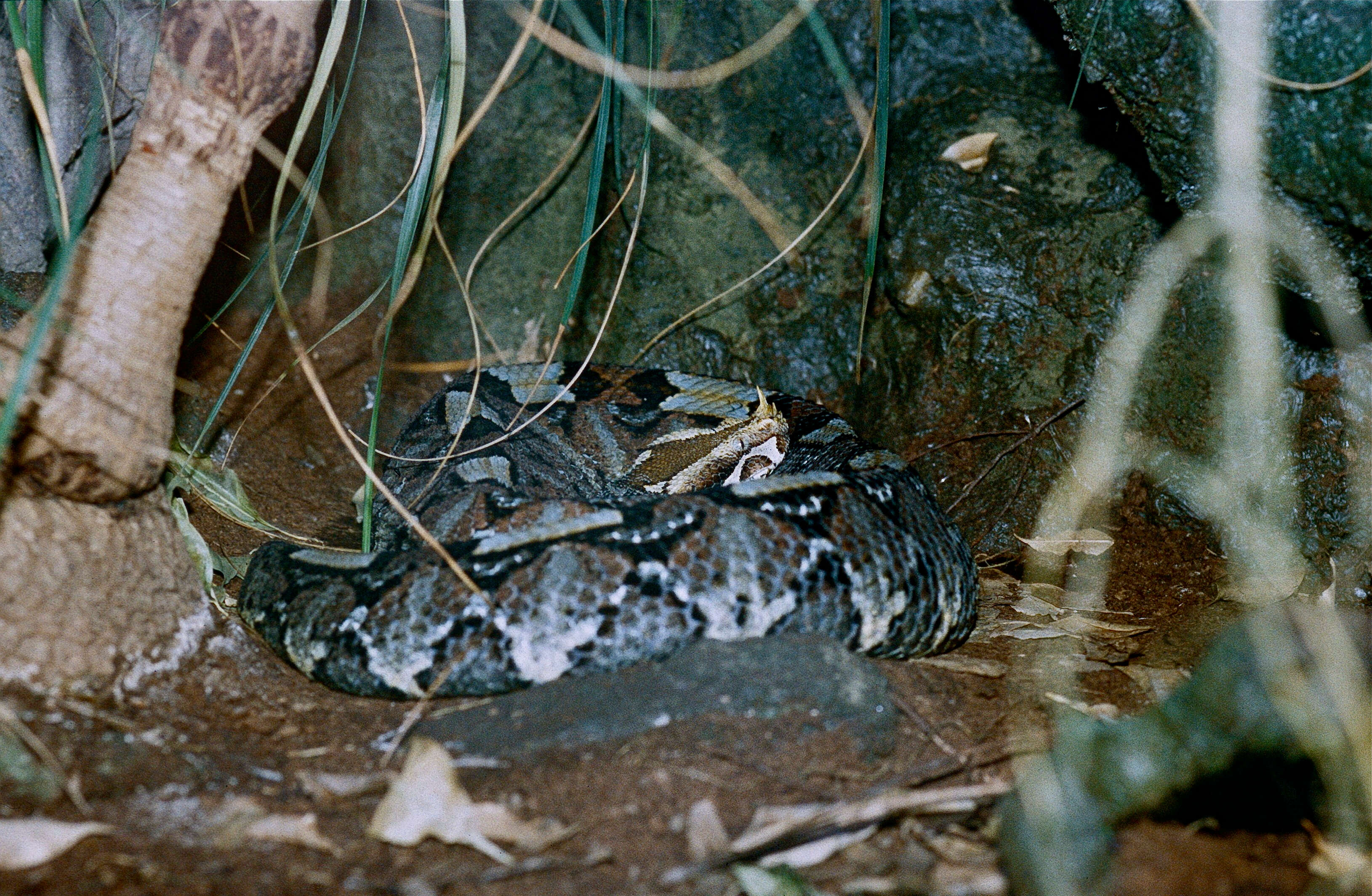 Image of Rhinoceros Viper