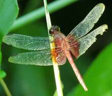 Image of Red-mantled Dragonlet