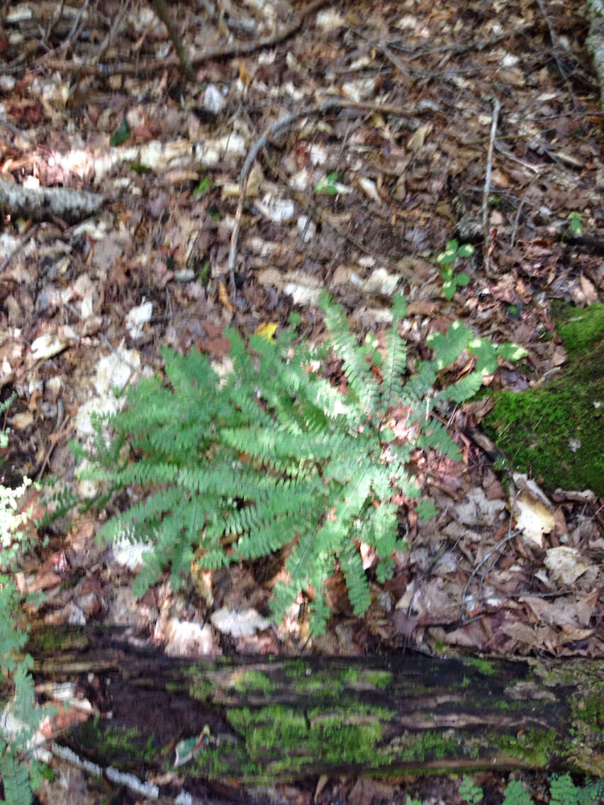 Image of Northern maidenhair fern