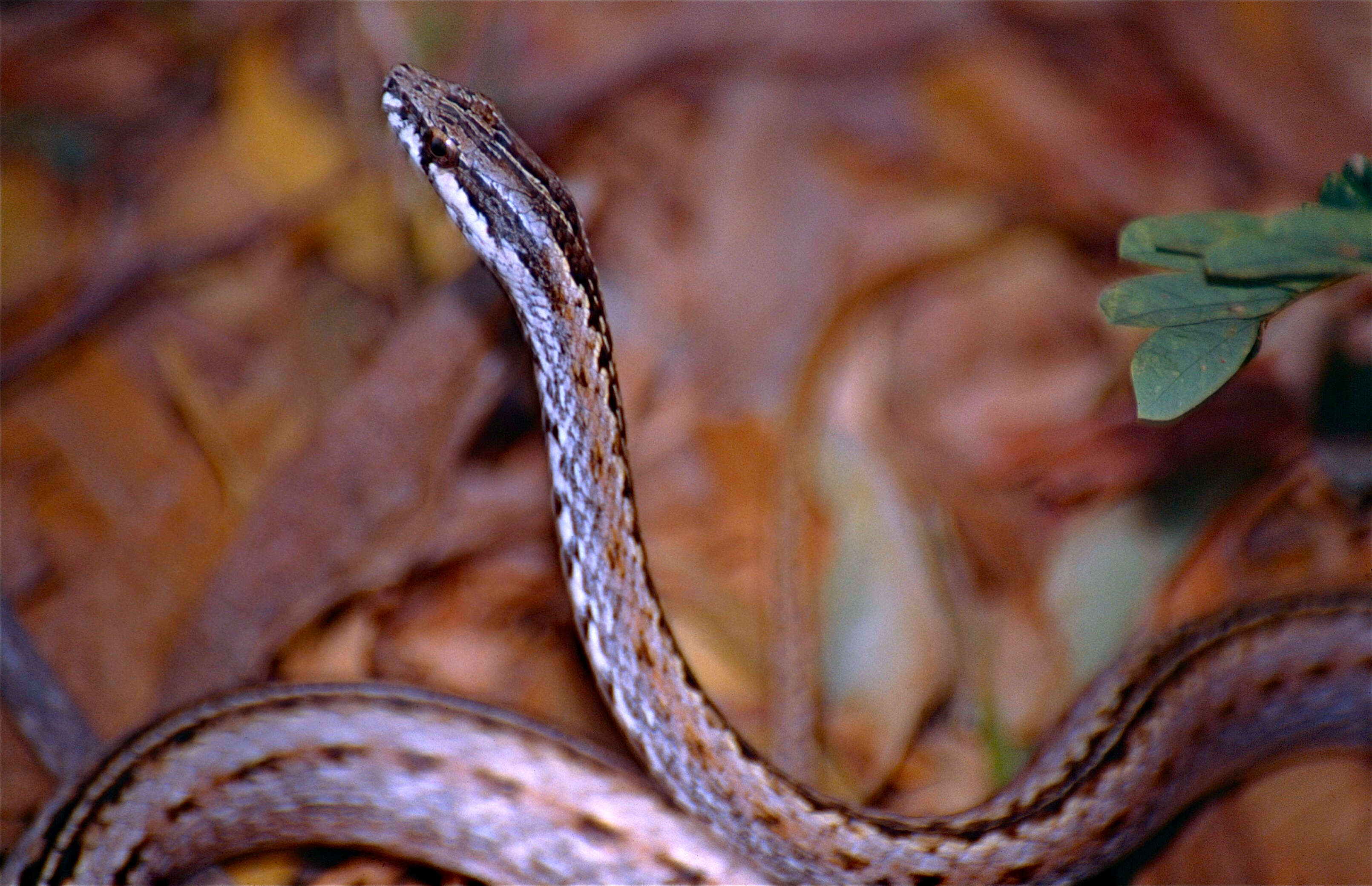 Image of Mimophis Günther 1868