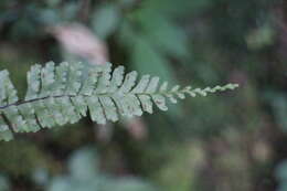 Image of Hymenasplenium adiantifrons (Hayata) Viane & S. Y. Dong