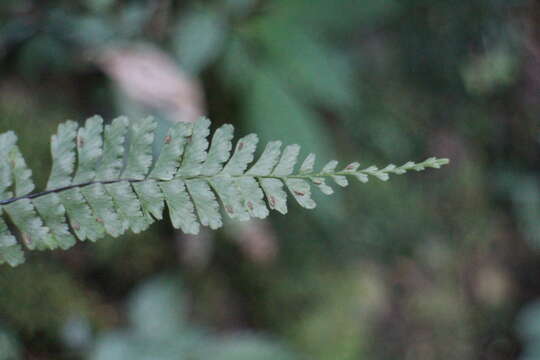 Image of Hymenasplenium adiantifrons (Hayata) Viane & S. Y. Dong