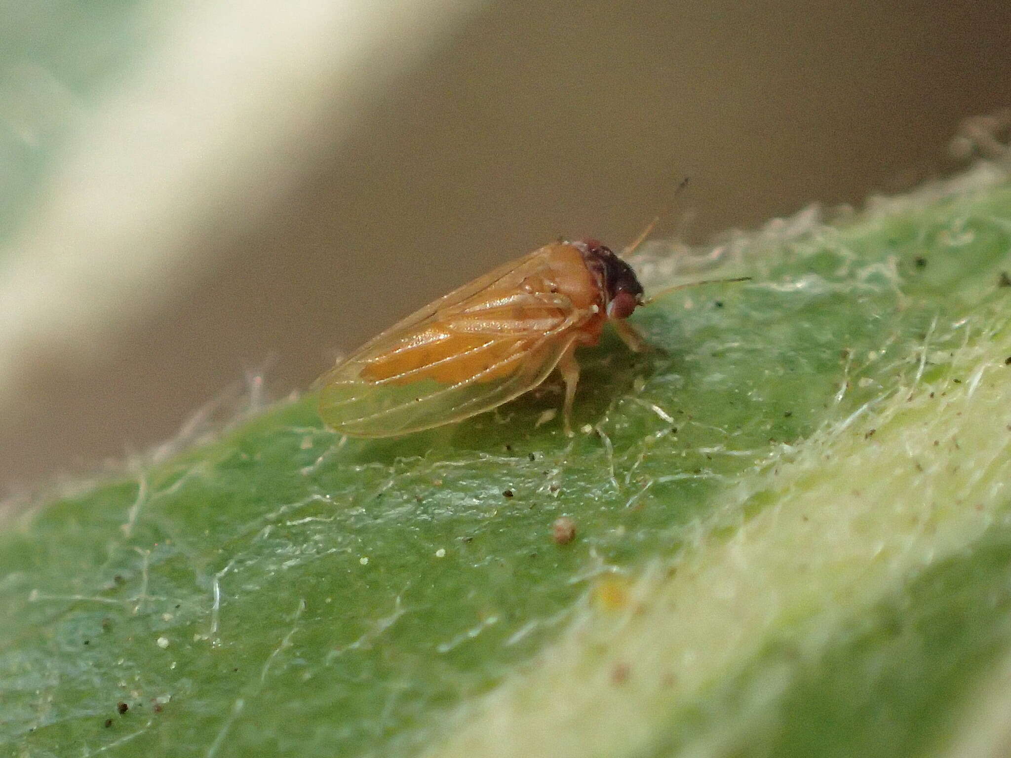 Image of Tristania psyllid