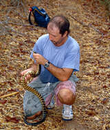 Image of Malagasy hognose snake