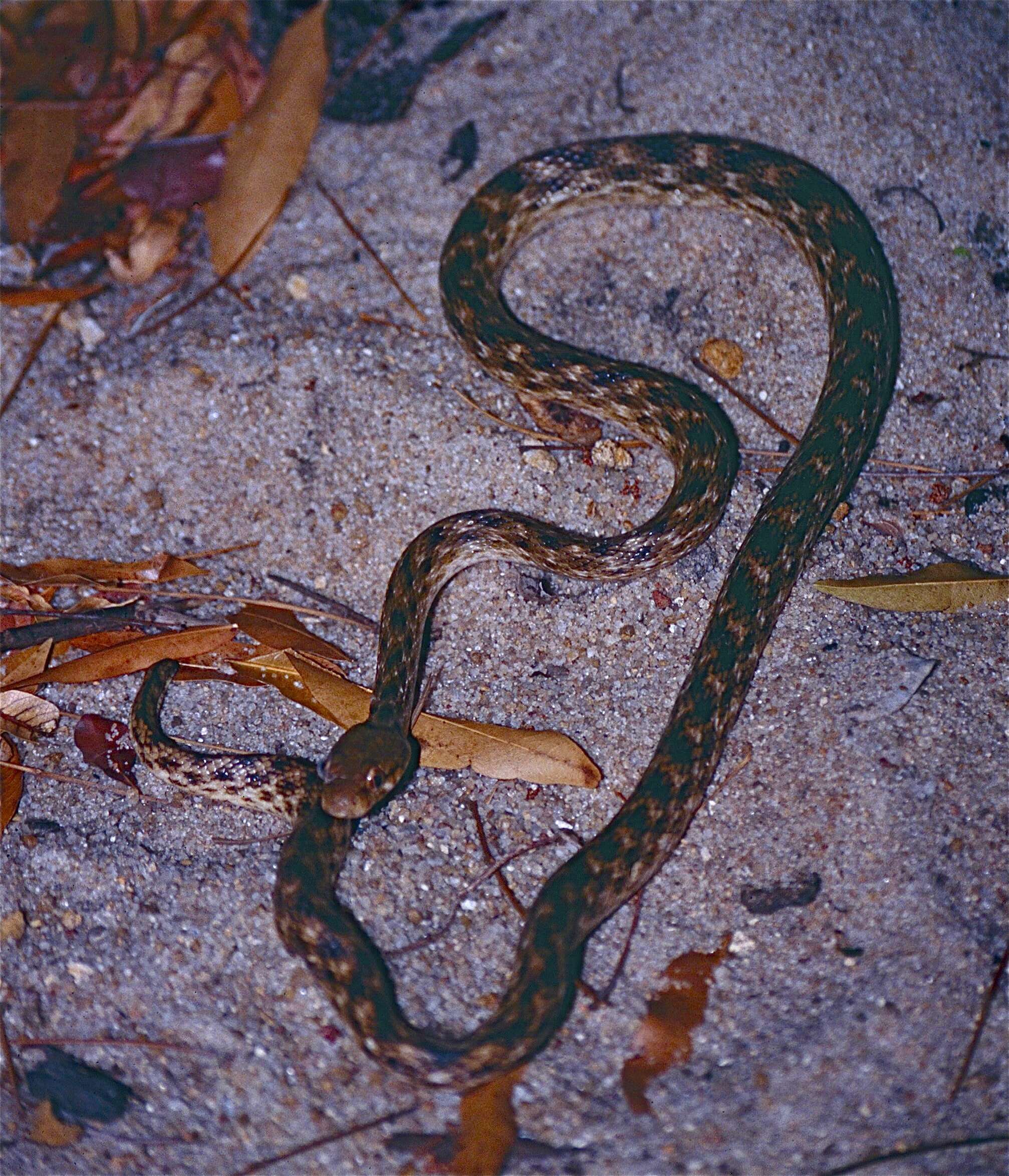 Image of Madagascarophis Mertens 1952