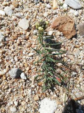 Image of Linaria buriatica Turcz.