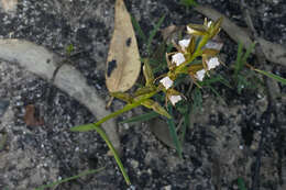 Imagem de Prasophyllum brevilabre (Lindl.) Hook. fil.