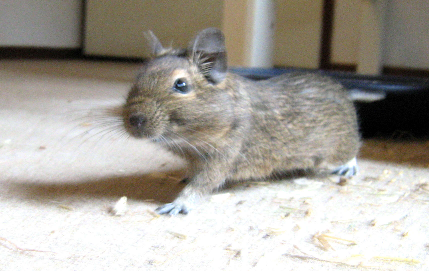 Image of degu